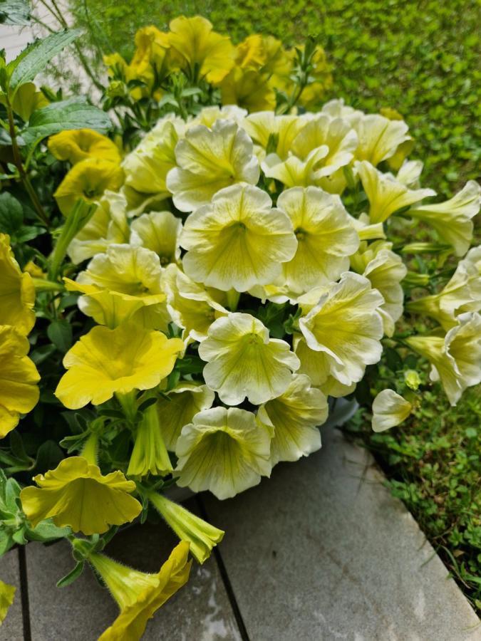 Garden & Pool Perugini Lejlighed Torbole Sul Garda Eksteriør billede