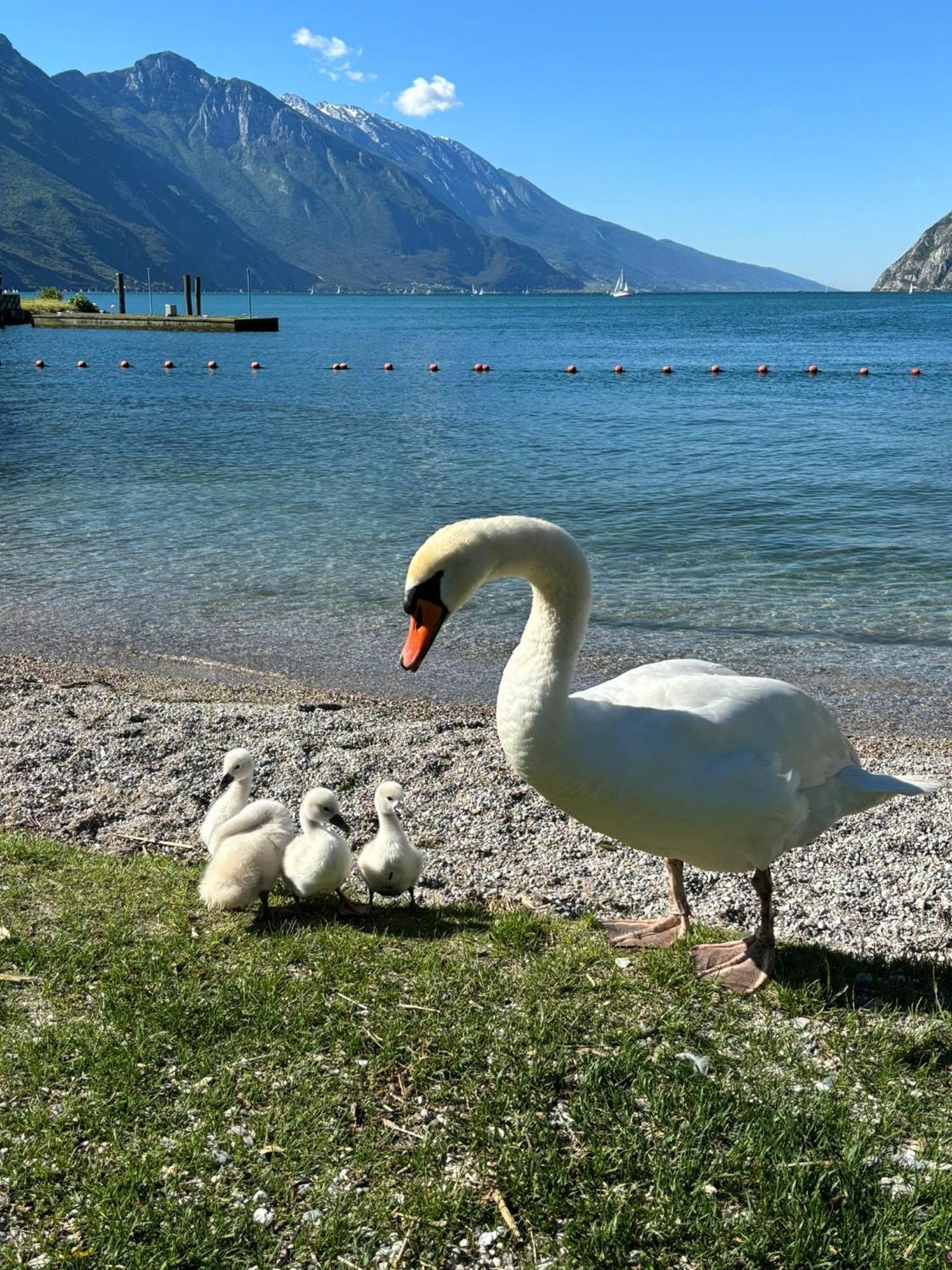 Garden & Pool Perugini Lejlighed Torbole Sul Garda Eksteriør billede